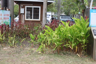 户外小屋旁的绿植景观