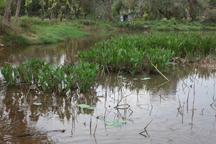 湿地岸边的水生植物景观