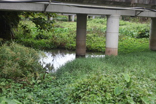 桥下绿植环绕的静谧景象