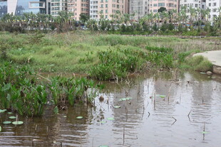 城市边的湿地水泽景观