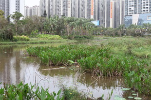城市中的湿地景观