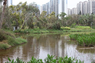 城市边的静谧自然水景