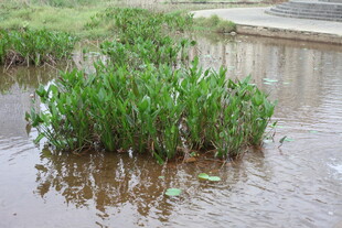 水洼中生长的绿色植物