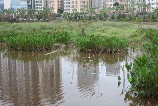 城市边的湿地景观