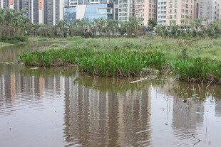 城市边的宁静湿地水域