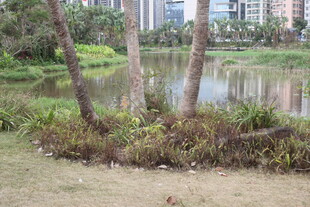 湖畔绿植与远处建筑景观