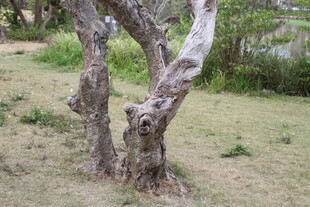 扭曲树干的自然景象