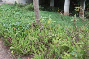 庭院绿荫下的繁茂绿植