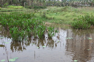 湿地水草景观