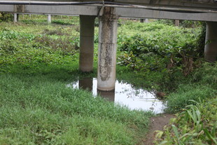 乡村木桥横跨潺潺溪流