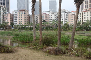 城市旁的湿地与棕榈树景观