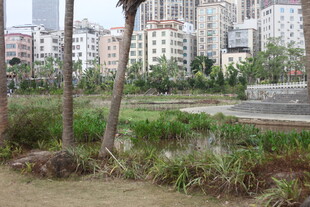 城市中自然与建筑景观