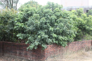 砖墙边茂盛的绿植