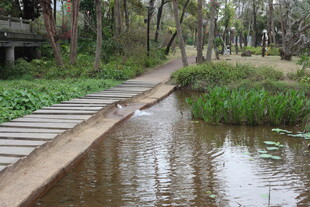 林间木板桥旁的静谧水域