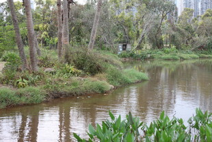 河畔绿植环绕的宁静水域