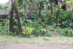 繁茂绿植环绕的自然角落