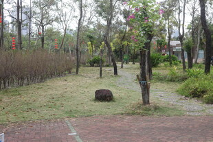 林间静谧小道 自然景致