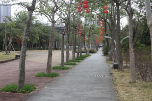 林荫小道挂红灯笼美景