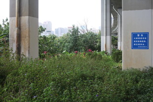 户外绿植旁的指示牌