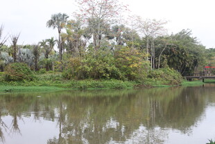 湖畔绿植环绕的静谧风光