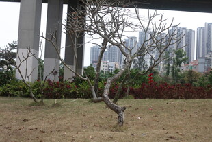 城市中弯曲枝干的孤树