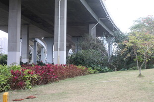 高架桥边的绿植景观