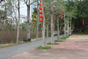 街道旁挂红灯笼的树木