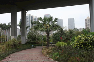 桥下绿植环绕的幽静小径