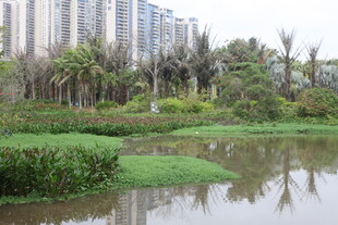 城市中的静谧湿地景观