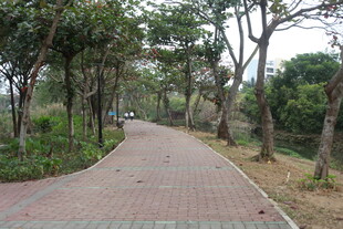 林间砖铺小径 绿意盎然