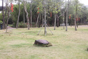 林间草地与孤石景观