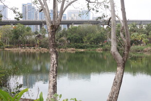 湖畔树木与远处城市景观