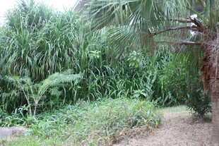 茂密绿植中的小径