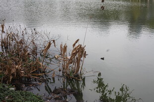 湖畔残荷 静谧水景