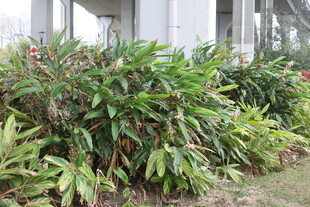 户外繁茂绿植景观