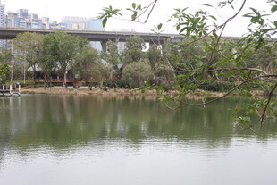 湖畔绿意 宁静自然景致