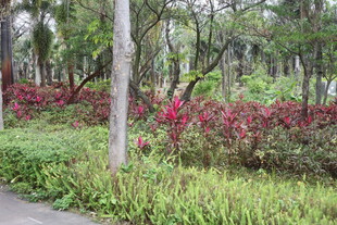 林间繁花似锦的自然景致