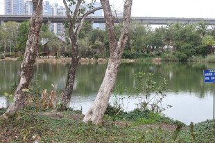 湖畔树木与远处桥梁景观