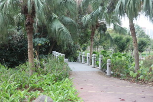 林间棕榈小道 绿意盎然