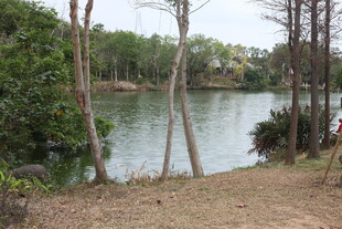 湖畔树林边的自然景致