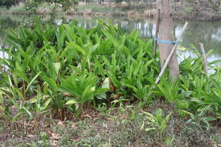 水边繁茂绿植景观