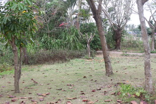 林间草地自然风景图