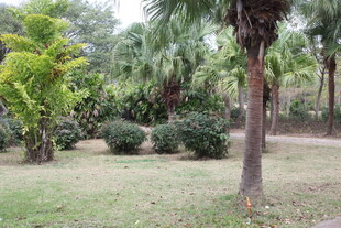 户外绿意盎然的植物景观