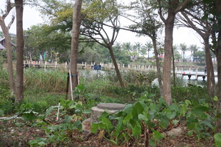 林间绿植与远处景致