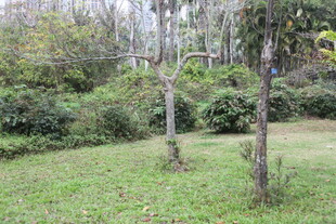 户外绿意盎然的草地树林