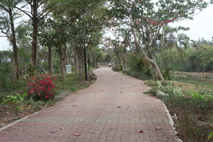 林间红砖小径 自然景致