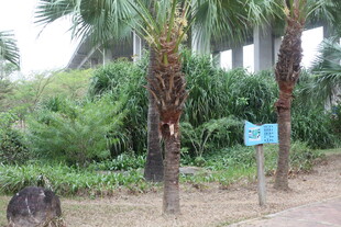 热带植物景观中的指示牌