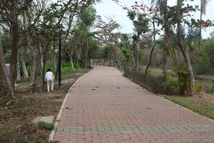 林间砖铺小径 一人漫步