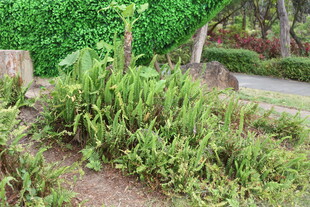 路边绿意盎然的植物景观