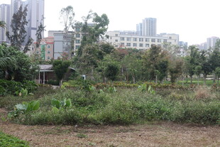 城市中的绿植景观区域